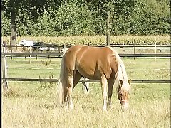 farmer dame makes picnic in the woods